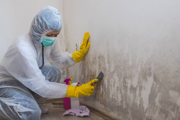 Why You Should Choose Our Mold Remediation Services in Shirley, NY